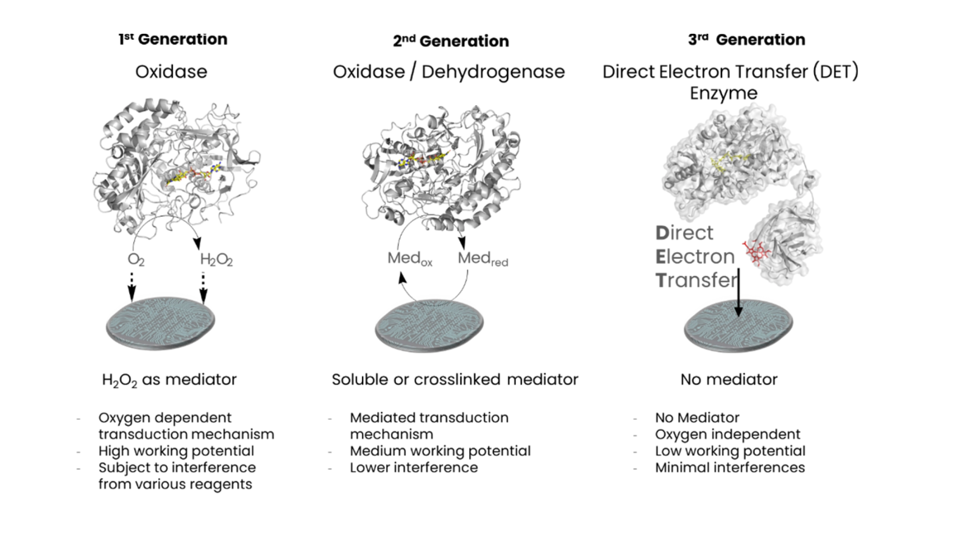 The core of every biosensor is an enzyme